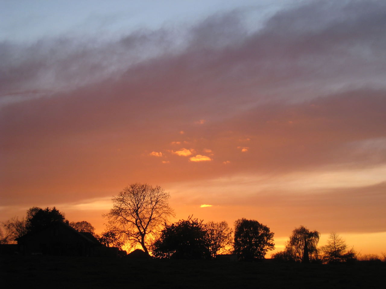 Arbres couchant Gaasbeek BDB