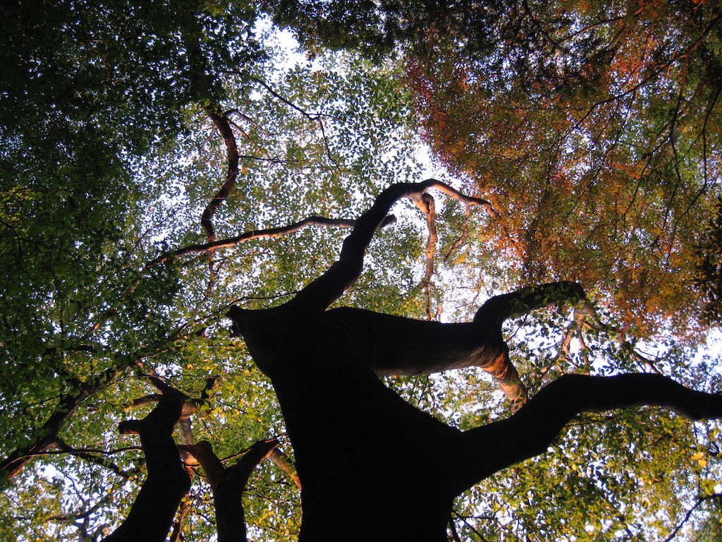 Contre plongée Japon BDB