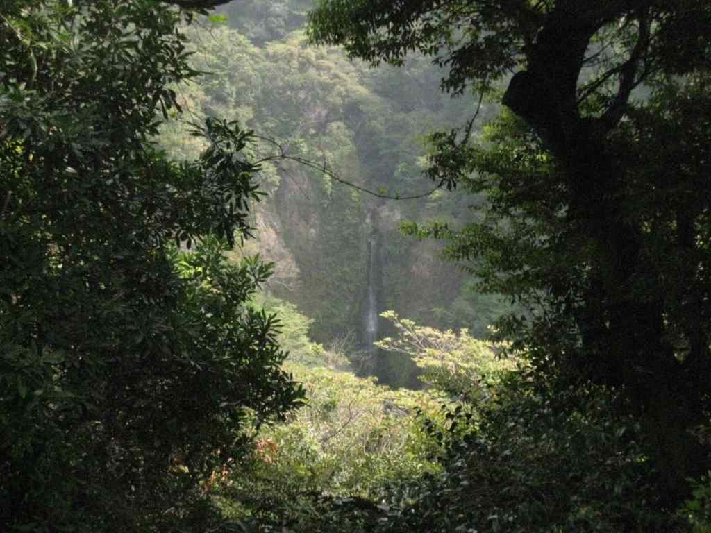 Eau et forêt Kagoshima